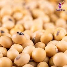 Image result for Brazzeia soyauxii