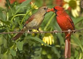 Brown Birds That Look Like Cardinals Help Bugs And Birds By Growing Native Plants Native Plants Wild Birds Unlimited Birds