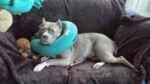 Most of the canine skin cancers present as warts. Skin Growths And Tumors In Dogs Healthy Paws