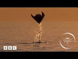 Planet Earth III is HERE! 🌍 | Official trailer - BBC - YouTube