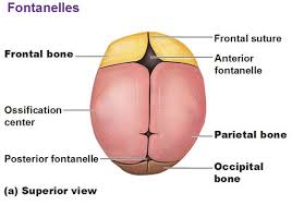 Fontanelles Jpg 580 406 Nursing Education Midwifery Neonatal Nurse