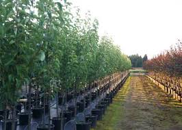 Image result for Pycreus permutatus