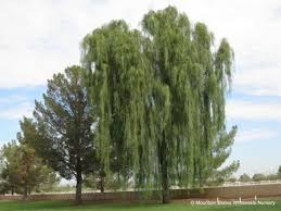 The golden weeping willow tree (salix x sepulcratis var. Acacia Salicina Willow Acacia Mountain States Wholesale Nursery