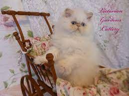 While the characteristics mentioned here may frequently represent this breed, cats are individuals whose personalities and appearances will vary. Persian Kittens For Sale Himalayan Kittens For Sale