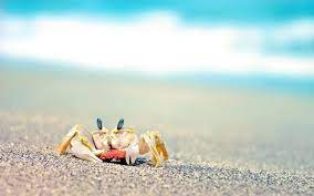 Crab On The Beach Crabs On The Beach Crab Animals