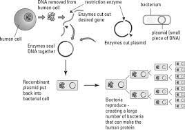 Selecting a single gene that may result in a desired trait and inserting that gene directly into the chromosome of an organism. What Are Transgenic Organisms Dummies