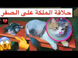 حلاقة شعر الملكة على الصفر اسباب و فوائد حلاقة شعر القطط mohamed vlog youtube
