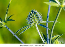 3+ Thousand Blue Sea Holly Plant Royalty-Free Images, Stock Photos &  Pictures