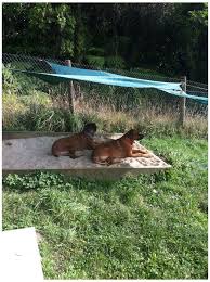 Pin By Janice Hawn On Dog Things In 2020 Dog Backyard Dog Playground Dog Friendly Backyard