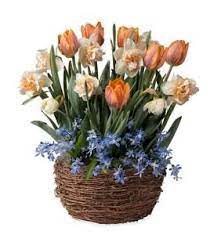 Six Months Of Flower Bulb Gift Gardens Plowhearth Flower Bulb Gifts Bulb Flowers Flower Bulbs Garden