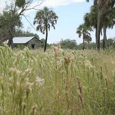 Image result for Andropogon