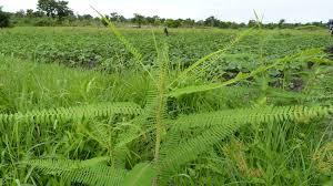 Image result for Sesbania pachycarpa