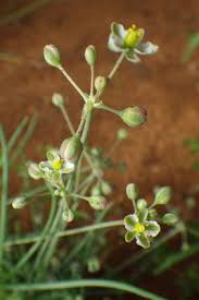 Image result for Hypertelis cerviana