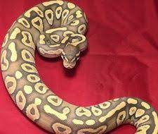 Hypo Mojave Ball Python Ball Python Pythons For Sale Python