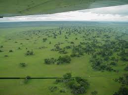 Image result for Hemarthria natans