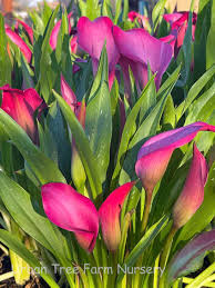 Image result for Zantedeschia