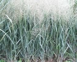 Image result for Panicum novemnerve