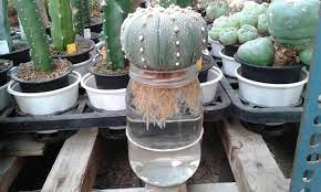 Poor watering habits are responsible for probably 90% of all succulent and cacti deaths. How To Grow Cactus Hydroponically Miss Chen Garden Manage Gfinger Is The Best Garden Manage App