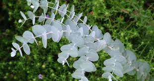 What S In A Name White Black And Shades Of Gray Silver Plant Shade Plants Native Garden