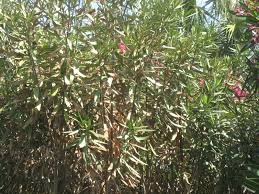 Image result for xylella fastidiosa oleander symptoms