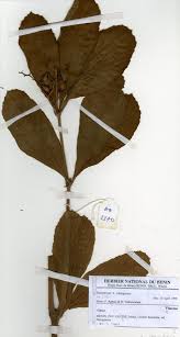 Image result for Cyphostemma crotalarioides