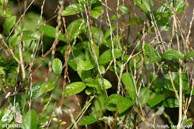 Image result for Petiveria