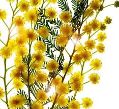 Image result for Acacia senegal