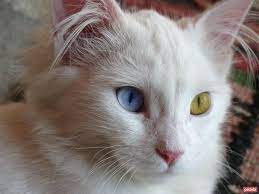 van kedisi kedi sevimli kediler hayvanlar