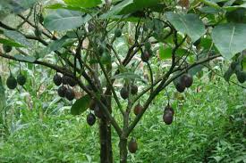 Walnuts and almonds are both seeds, similar peanuts are a legume. 15 Brazil Nut Pods Ideas Brazil Nuts Brazil Pods