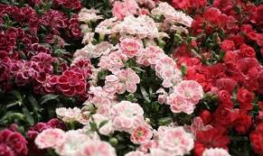 Krystyny z bolseny w kościele katolickim. Zyczenia Imieninowe Dla Krystyny I Bozeny Wierszyki Sms Na Imieniny Krystyny I Bozeny Zloz Zyczenia Krystynie I Bozenie 13 03 21 Express Ilustrowany