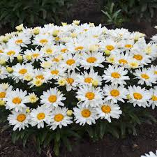 Image result for Leucanthemum
