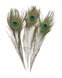 Bird With Big Feathers On Tail 7 60 Free Shipping Amazon Com 100 Piece High Quality Real Natural Peacock Feathers 10 To 12 Floral Arranging Supplies Peacock Feathers Peacock Feather Crafts