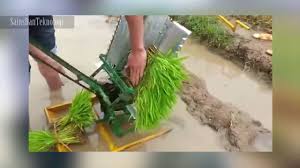 Aplikasi nitrogen dalam jumlah yang cukup membantu padi tumbuh lebih cepat dan memberi kita. Wow Ini Adalah Solusi Menanam Padi Super Cepat Youtube