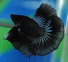 808 Black Orchid Hm Male Betta Fish Siamese Fighting Fish Betta