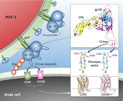 How do proteins relate to genes and traits. Protein Ensembles Link Genotype To Phenotype