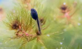 Parc naturel régional de Lorraine et Association Faune et Flore Aquatiques  de Lorraine