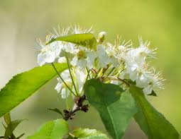 Most of trees in this page are grown for their flowers and shade, but some for shade or other purposes. Adirondack Trees