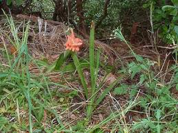 Image result for Freesia laxa