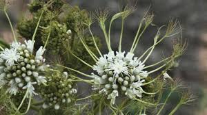 Image result for Albizia adianthifolia