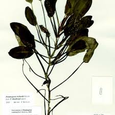 Image result for Potamogeton schweinfurthii