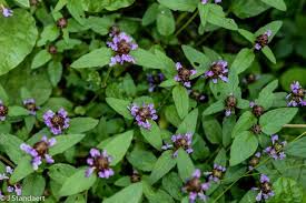 Image result for Acalypha lanceolata