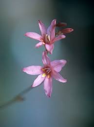 Image result for Tritonia