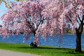 Flowering cherry trees in nc. 10 Places To See Beautiful Cherry Blossoms And When