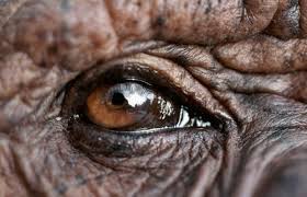 Pin On Eye S Reference