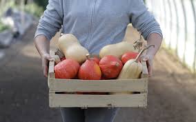 A barcelone, des fruits et légumes aux formes plus qu'ambigües font un véritable tabac parmi les touristes qui se jettent sur ces douceurs. Vente Directe Fruits Legumes A La Ferme La Ferme Fischer