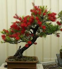 Buy bonsai tree flowering bonsai tree bonsai trees for sale bonsai tree types indoor bonsai tree outdoor plants outdoor gardens indoor outdoor ficus. Beleza Da Natureza Bonsai Callistemum Escova De Garrafa Indoorbonsaitrees Bonsai Tree Flowering Bonsai Tree Bonsai Flower
