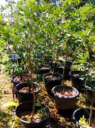 Jual bambu jakarta di jayapura papua. Jual Bibit Rambutan Di Gowa Jual Bibit Tanaman Unggul