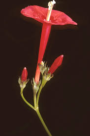 Image result for Ipomoea hederifolia