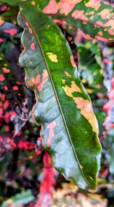 Image result for Croton kilwae