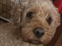 Fundraiser by Rebecca Magliocco : Barneys spinal surgery